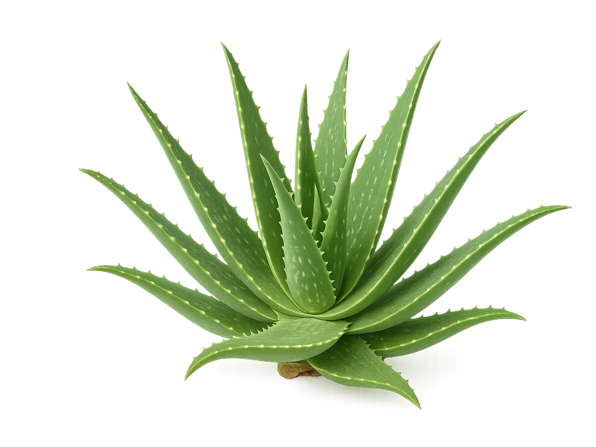 Aloe Barbadensis