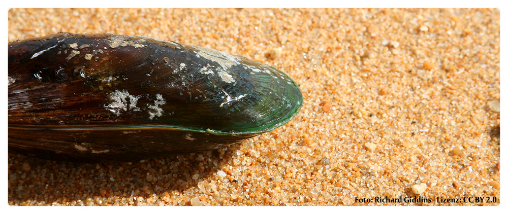 Grünlippmuschel - Das älteste Heilmittel aus Neuseeland. Nur erzählt es Ihnen keiner … Das Geschenk aus dem Meer …