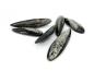 Preview: Edler alter Orthocerat Edelstein / Heilstein + 1m Lederhalsband
