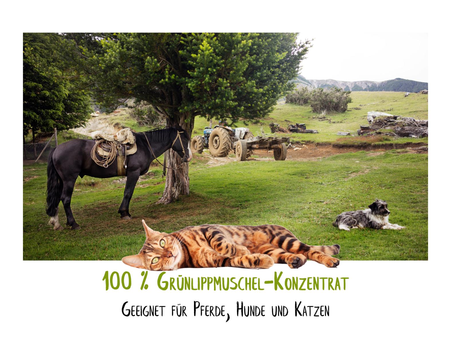 Grünlippmuschel Konzentrat für Hunde, Katzen & Pferde 150 Gramm - Ergänzungsfuttermittel für Gelenke und Knorpel