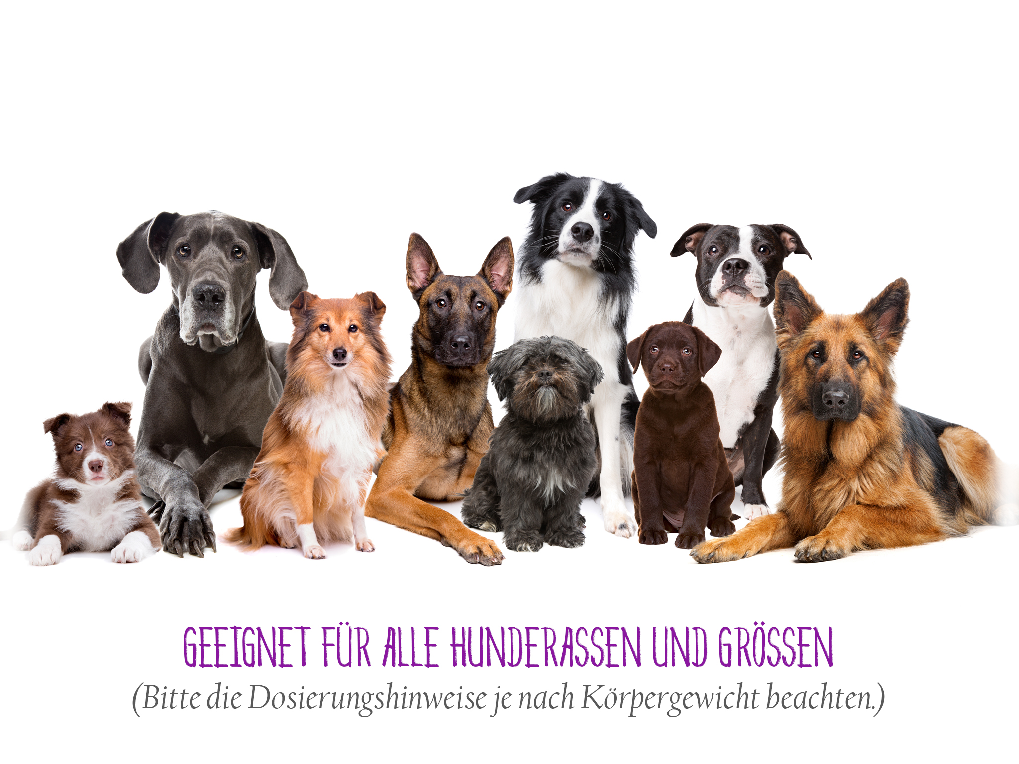 Geeignet für alle Hunderassen und Grössen