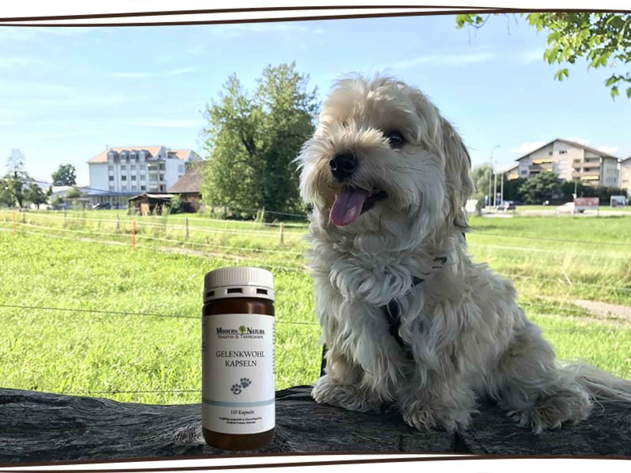 Gelenkwohl Hunde 130 Kapseln Vitaminisiertes Ergänzungsfuttermittel