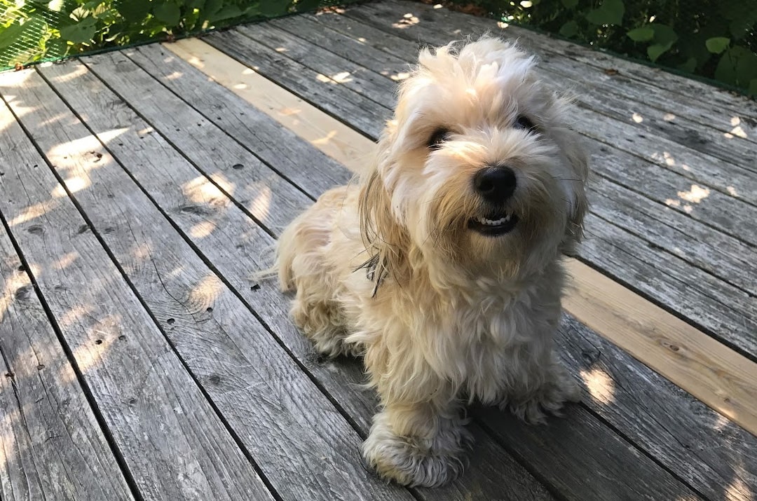 Food supplements and care for dogs, cats, and horses
