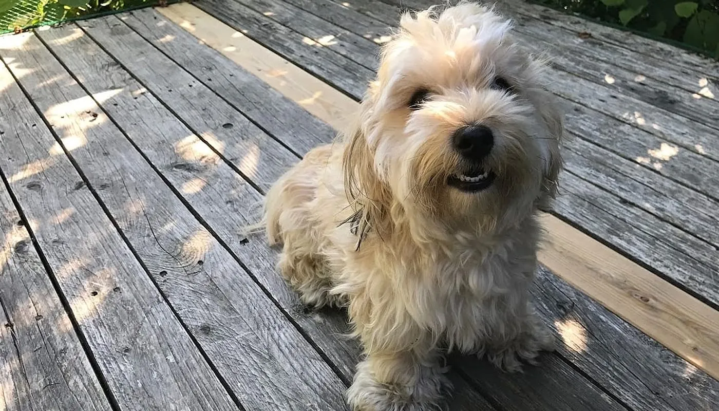 Products for Pets