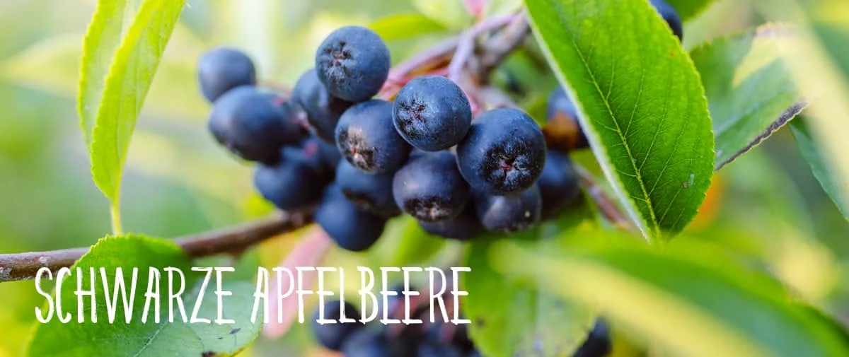 Dunkle Aroniabeeren zwischen grünen Blättern am Strauch. Bildtext: Schwarze Apfelbeere.