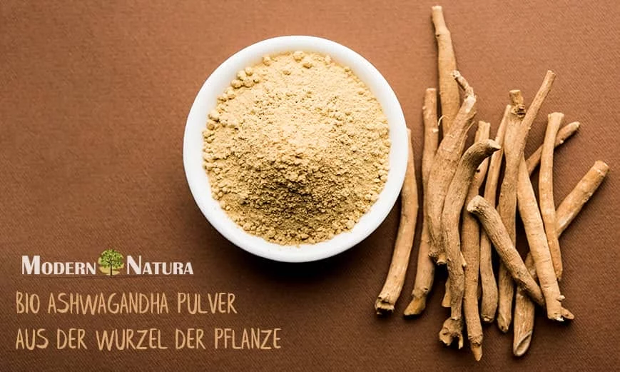 Ashwagandha-Wurzeln neben einer Schale mit hellem Pulver. Bildtext: Bio-Ashwagandha-Pulver aus der Wurzel der Pflanze.