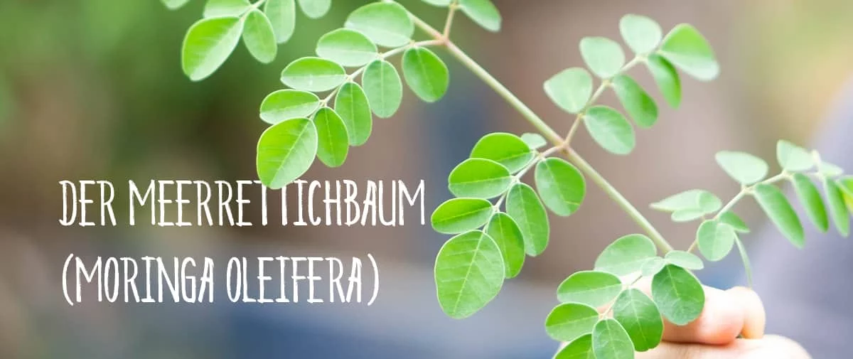 Grüne Moringablätter an feinen Zweigen. Bildtext: Der Meerrettichbaum (Moringa oleifera).