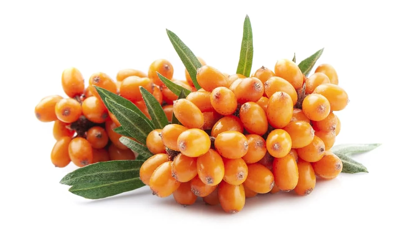 Orange Sanddornbeeren mit schmalen grünen Blättern auf weissem Hintergrund.