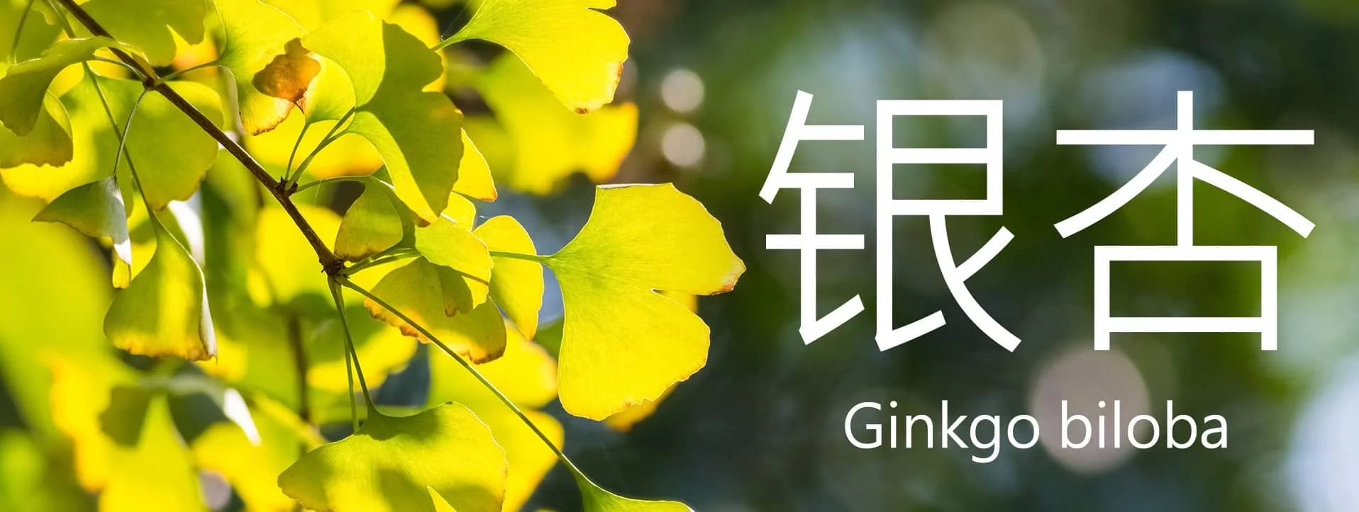 Gelbgrüne, fächerförmige Ginkgoblätter mit der Aufschrift «Ginkgo biloba» und ostasiatischen Schriftzeichen.