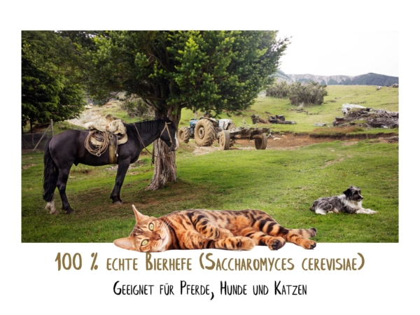 Lievito di birra per cavalli, cani e gatti con cavallo, cane e gatto su un paesaggio di pascolo verde