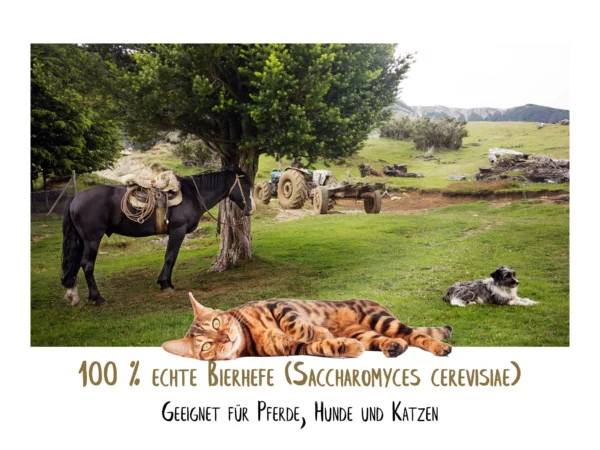 Bierhefe für Pferde, Hunde und Katzen mit Pferd, Hund und Katze auf einer grünen Weidelandschaft