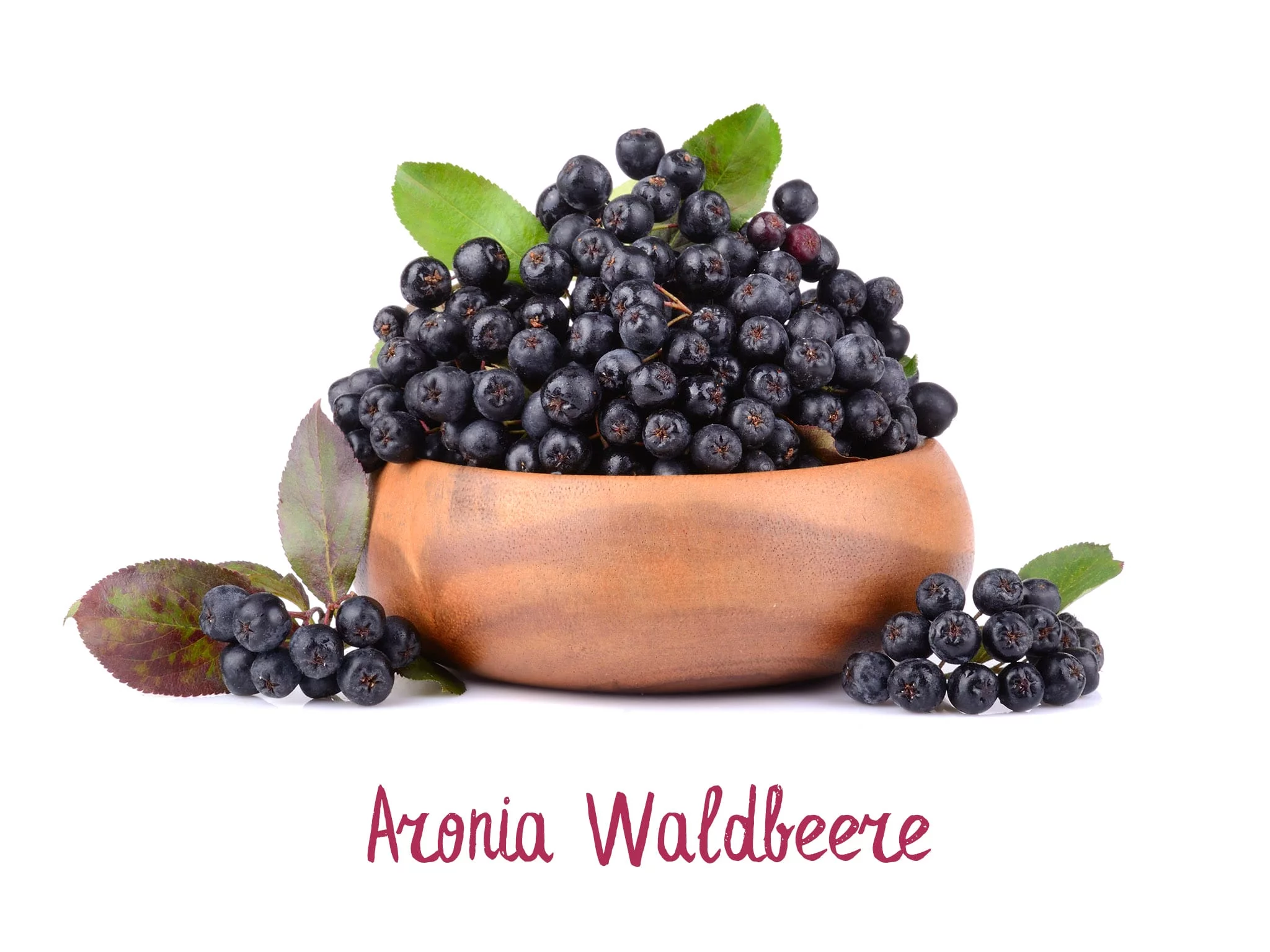 Bio Aronia Waldbeere Kapseln mit Darstellung der Aroniafrucht als Pflanzenmotiv