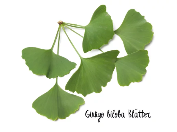 Bio Ginkgo Biloba Kapseln mit Darstellung grüner Ginkgo-Biloba-Blätter