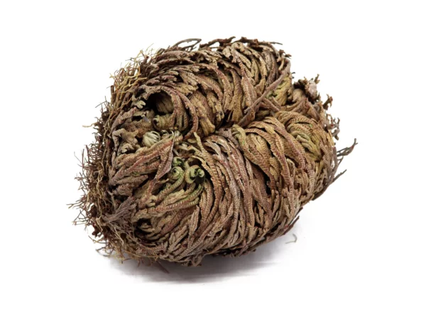 Rose de Jéricho sous forme de boule brune sèche, aux rameaux étroitement enroulés, sur fond blanc