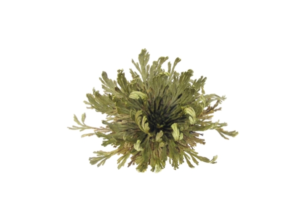 Rose de Jéricho sous forme de rosette verte ouverte, aux rameaux disposés en rayons, vue de dessus