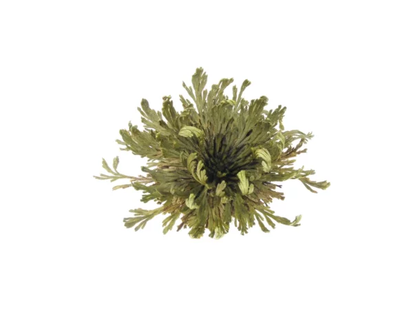 Rose von Jericho als geöffnete grüne Rosette mit strahlenförmigen Zweigen in Draufsicht