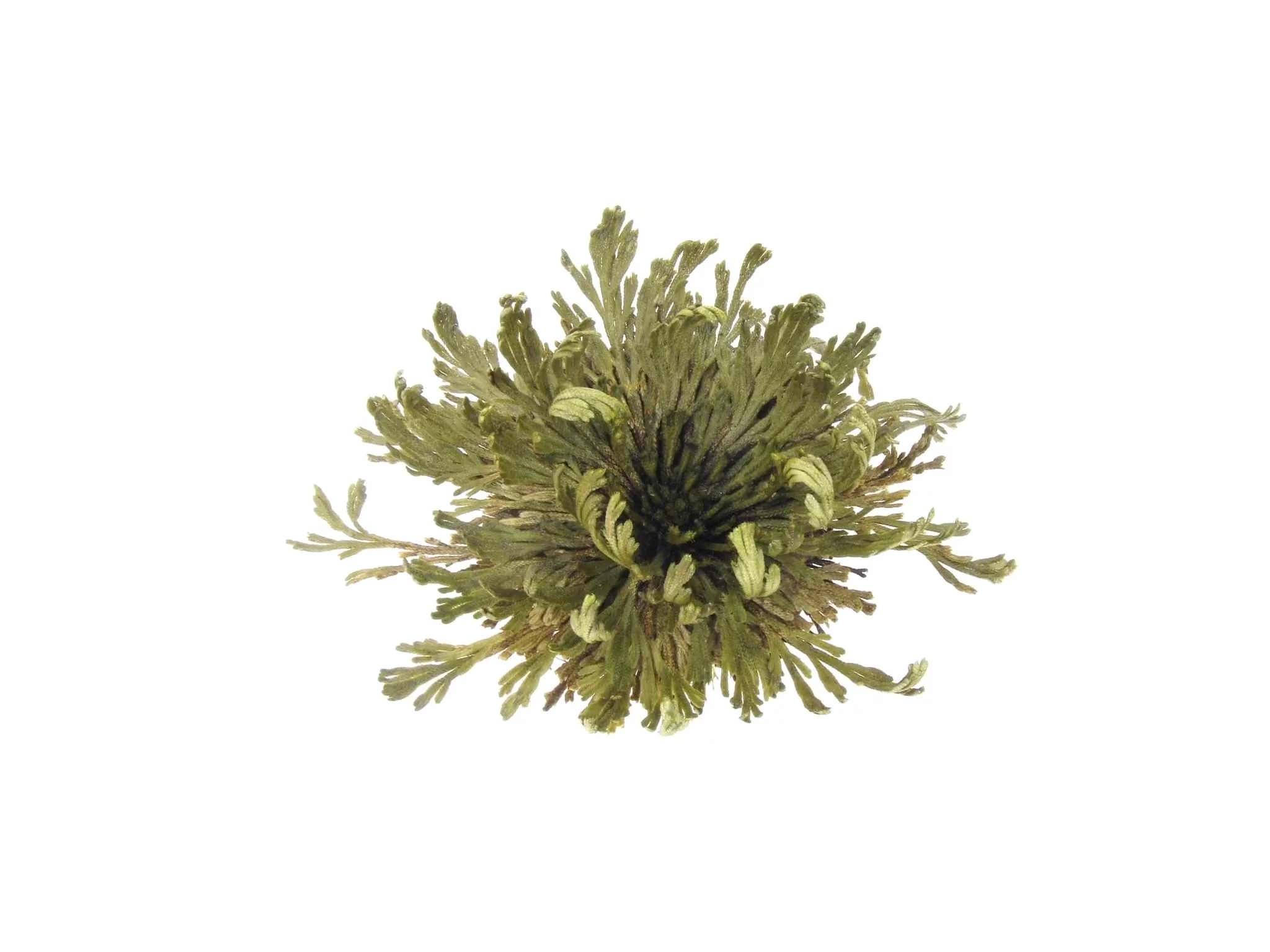 Rose de Jéricho sous forme de rosette verte ouverte, aux rameaux disposés en rayons, vue de dessus
