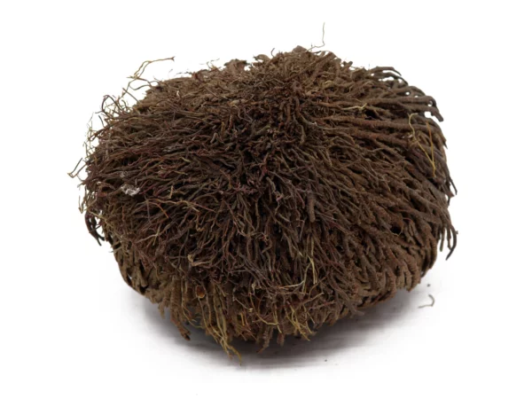Rose von Jericho in trockener Seitenansicht mit dunkelbraunen, eng geschlossenen Zweigen