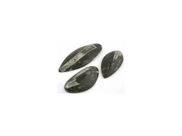 Orthoceras pendant as a selection of several dark, polished fossil stones on a white background