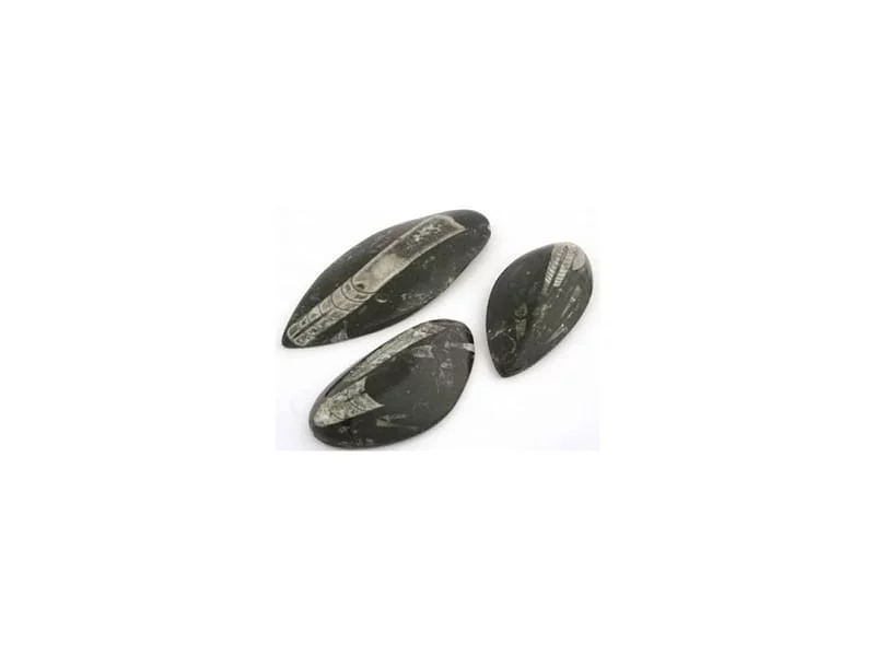 Orthoceras pendant as a selection of several dark, polished fossil stones on a white background