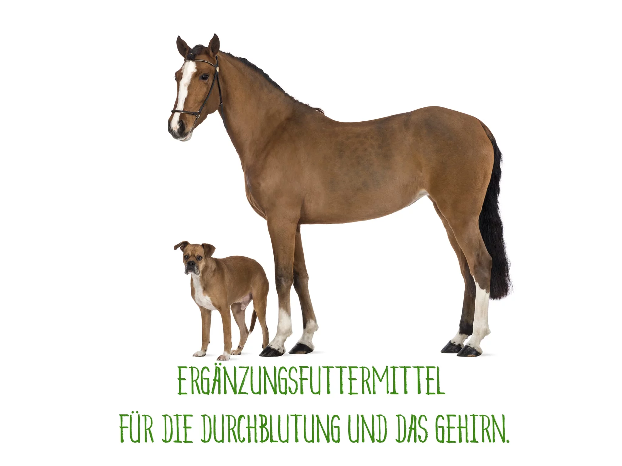 Polvere di Ginkgo per cani e cavalli, illustrazione di un cane e un cavallo su sfondo bianco