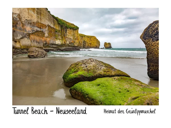 Grünlippmuschel Kapseln mit Küstenlandschaft aus Neuseeland im Hintergrund