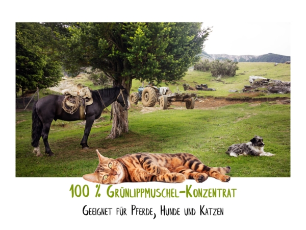 Concentrato di cozza verde per cavalli, cani e gatti rappresentato in un paesaggio di prato