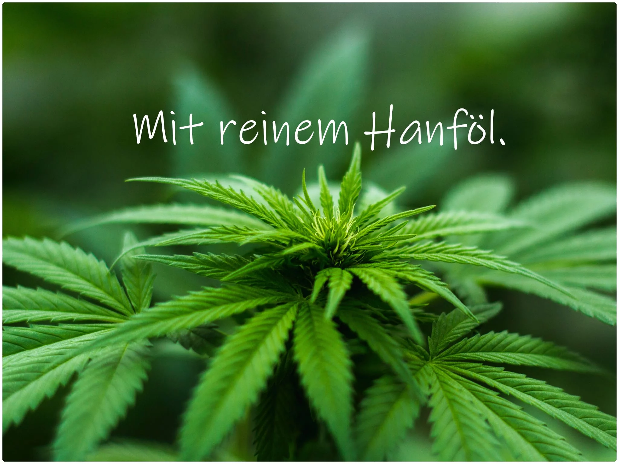 Hemp oil cream for face and body care as a detailed product view