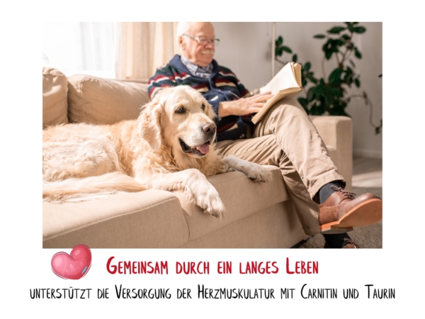 Heart  circulation dog tablets with a Golden Retriever and an older man on a sofa as a lifestyle image