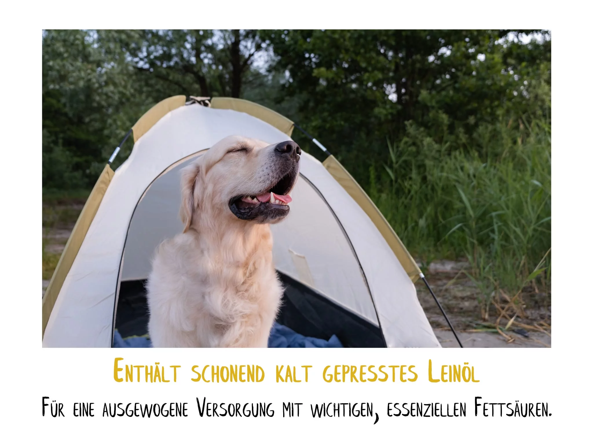 Capsules d’huile de lin oméga 3-6-9 pour chiens avec un chien doré devant une tente dans la verdure