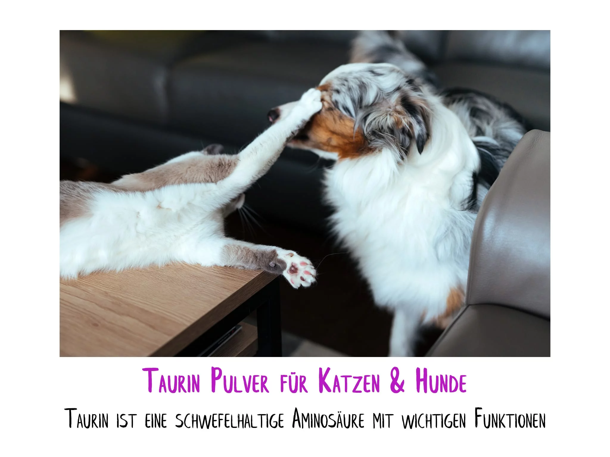 Poudre de taurine pour chiens et chats avec un chat et un chien dans une scène de salon comme visuel d’utilisation