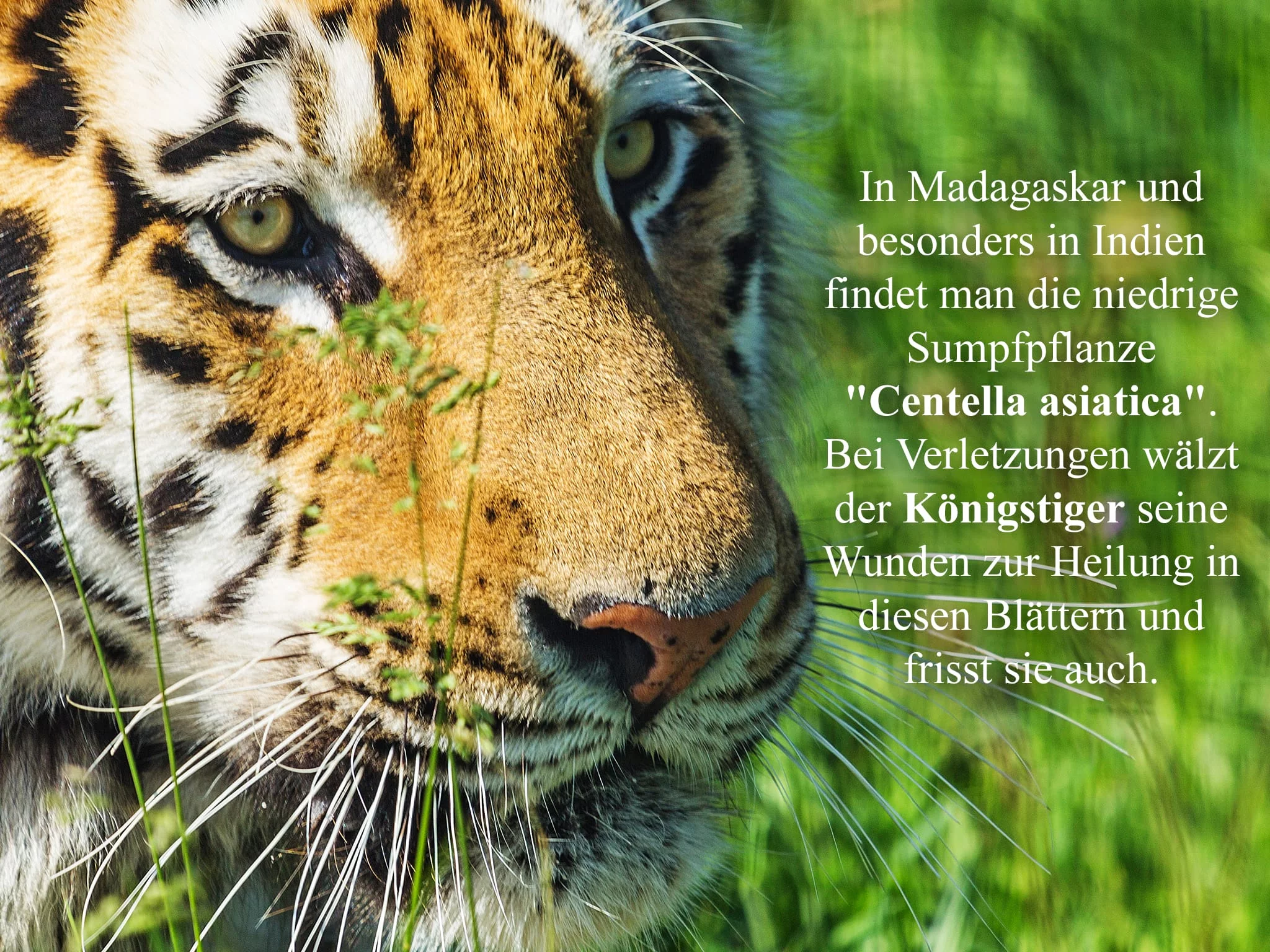 Crème de soin à l’herbe du tigre avec gros plan d’un tigre sur fond vert et texte informatif