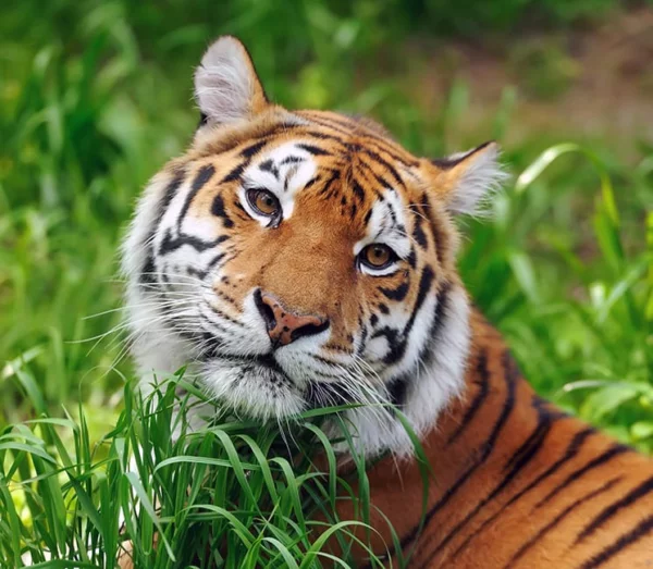 Tigergras-Hautpflegecreme mit einem liegenden Tiger im grünen Gras als ergänzendes Motiv