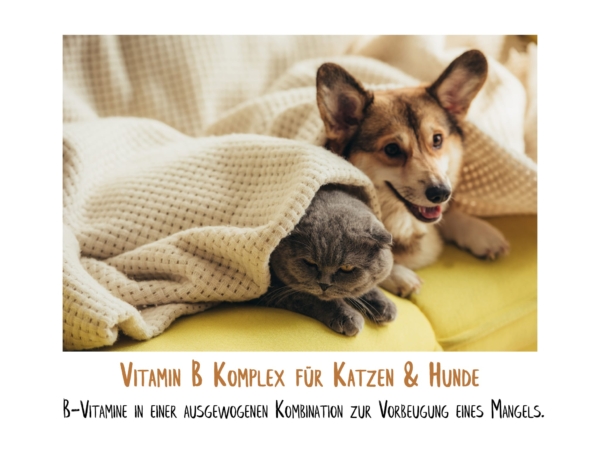 Complesso di vitamine B per cani e gatti con cane e gatto sdraiati rilassati sul divano